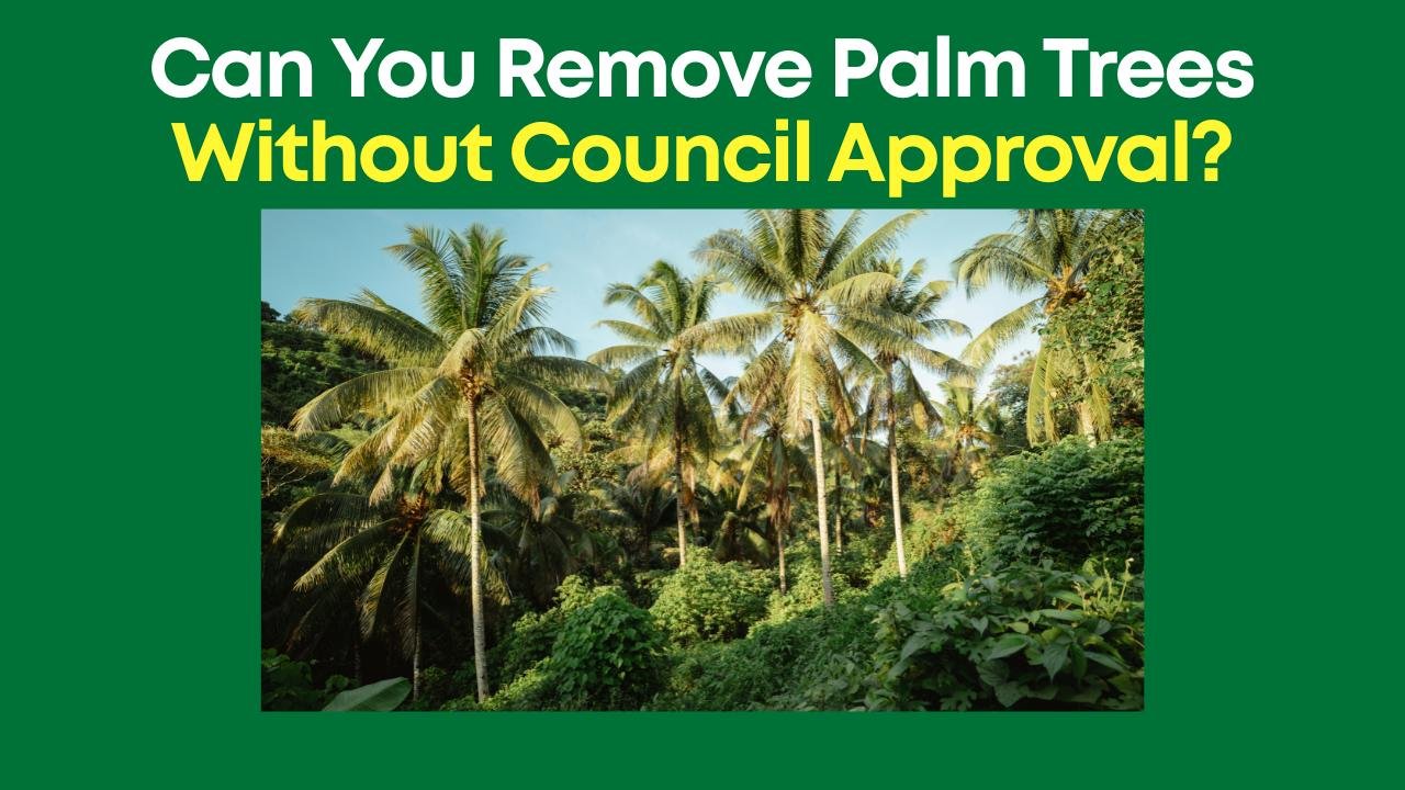 Can You Remove Palm Trees Without Council Approval
