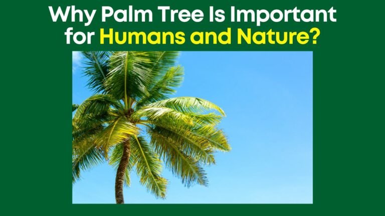Why Palm Tree Is Important for Humans and Nature?